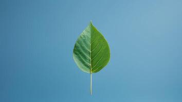 A leaf displaying vivid blue background creating a striking contrast with its natural green color photo