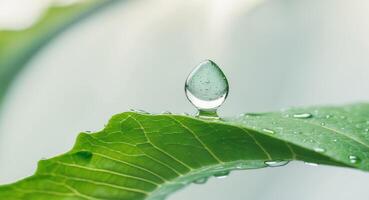 A drop of water on a leaf photo
