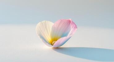 Petal Size Small creating a distinctive appearance. photo