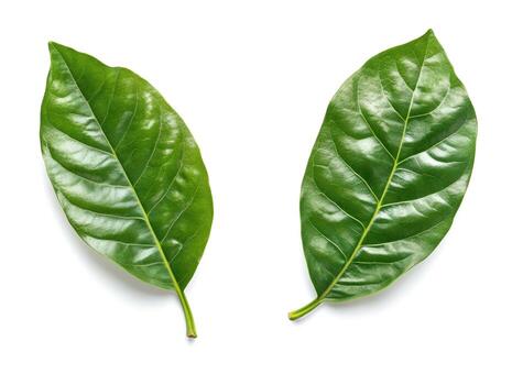 Fresh green leaves displayed on a white background photo