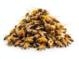 Close-up of a large group of bees on a white surface background photo