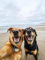 Two dogs enjoy a beach day with smiling faces in the sand photo