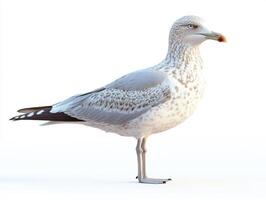 Seagull standing on one leg near a shoreline during daylight photo