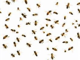 Swarming bees in intricate flight patterns over white background photo