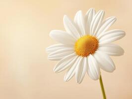 White daisy blooming with yellow center against soft background photo