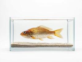 Goldfish swimming in a clear tank with sand at the bottom photo