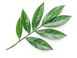 Bright green foliage on a white background showcasing leaves photo