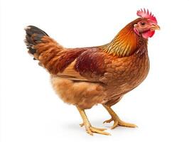 Brown hen standing on a white background in a domestic setting photo