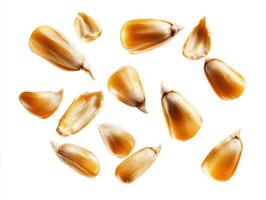 Dried corn kernels scattered on a white background photo
