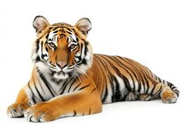Majestic tiger resting on a white surface in a calm pose photo