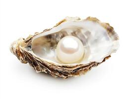 Beautiful pearl nestled inside an oyster shell on a white background photo