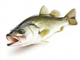 Large mouth bass resting on a clean surface ready for display photo