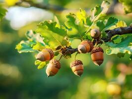 Acorns hanging from oak tree branches during golden hour photo