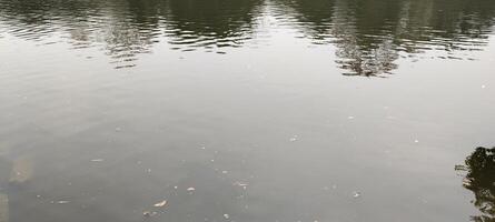 The calm surface of a pond reflects tree shadows while gentle ripples dance across. Floating leaves add a touch of nature's poetry, making this scene a peaceful blend of light, water, and reflections. photo