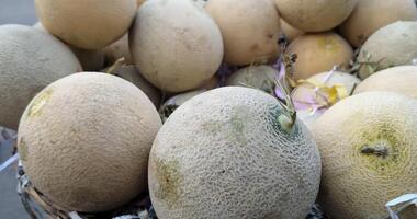 A close-up of ripe muskmelons with textured skin, showcasing their freshness. These sweet and juicy fruits are packed with flavor, making them a perfect choice for hydration and nutrition. photo