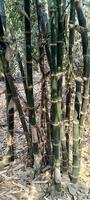 A vibrant cluster of tall, green bamboo stalks stands in the sunlight, with dried leaves scattered below. The segmented stems and rough textures contrast with the surrounding greenery. photo
