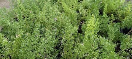 A lush grouping of asparagus ferns with delicate needle-like leaves, creating a vibrant green texture. The plants appear healthy, with some dried leaves scattered among the foliage, a natural touch. photo