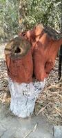 A weathered tree stump with rough textures stands, its base painted white and upper portion coated in earthy red. The cut sections reveal hollowed interiors, surrounded by fallen leaves and a backdrop photo