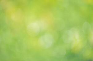 Defocused green background with bright defocus lights. Bokeh, abstract natural background. photo