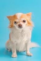 Chihuahua dog white with red color on a blue background. Pet, small breed dog studio photo. photo