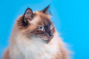 Siberian cat breed color point on a blue background. Pet, cat with blue eyes. photo