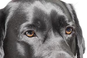 Black Labrador Retriever dog, macro photo, isolated on white. photo