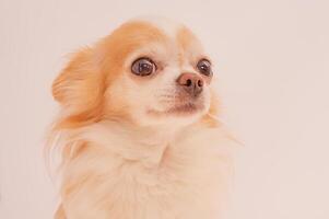 Chihuahua dog cream with red color on a light background. Portrait of a Chihuahua with long hair. photo