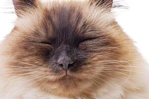 Cat breed Neva Masquerade Colorpoint isolate on white. Muzzle of beige with brown color cat photo