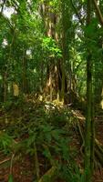 Tranquil FPV drone flight through lush rainforest with ancient tree in Thailand video