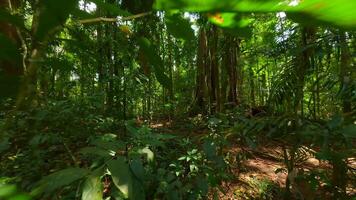 Tranquil FPV drone flight through lush rainforest with ancient tree in Thailand video