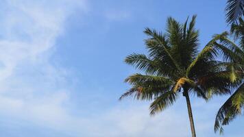Animated close-up view of a coconut tree with beautiful hanging leaves against a clear sky background photo