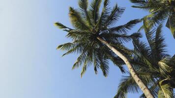 Close-up view of coconut tree with beautiful leaves against clear sky background photo