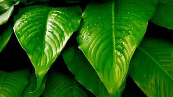 Lush green leaves adorned with fresh dew drops captured in detail, conveying a serene and refreshing natural atmosphere. Ideal for nature and botanical themes in photography. photo