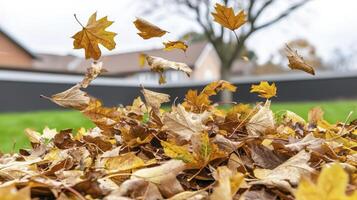 Golden Autumn Leaves on Green Lawn with Houses in Background photo