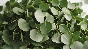 Close Up of Eucalyptus Leaves Pile Green Foliage Texture photo