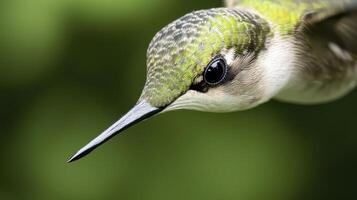 Close Up Hummingbird in Flight Green Feathers Blurred Background photo