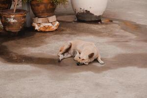 A Peaceful Dog is Relaxing Comfortably in an Urban Setting with a sense of tranquility photo