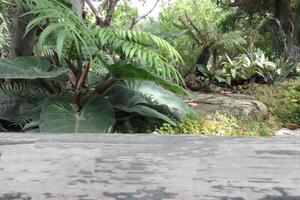 Blurred background of trees in a garden with a wooden table. photo