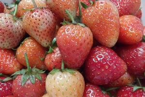 fresh strawberries on white background photo