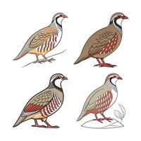 Set of Realistic Arabian Partridge Bird Illustration. Concept of Bird Design. vector