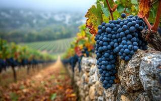 Ripe clusters of dark grapes dangle from a vine, set against a backdrop of a stone wall. A winding vineyard stretches into the distance, shrouded in early morning fog photo