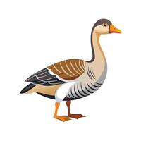 Realistic African Goose Illustration with Color vector