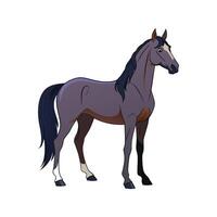 Charming Andalusian Horse Illustration in Realistic Color vector