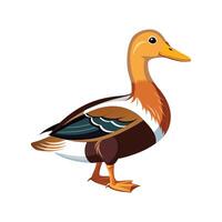 Beautiful Aylesbury Duck Realistic Colorful Illustration vector
