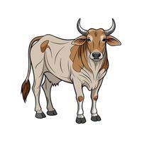 Charming Brahman Cow Realistic Color Illustration with Outline vector