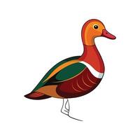 Vivid Cayuga Duck Realistic Color Illustration with Outline vector