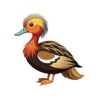 Beautiful Crested Duck Realistic Color Illustration with Outline vector