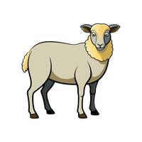 Lifelike Dorper Sheep Realistic Color Illustration vector