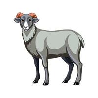 Charming Dorper Sheep Realistic Color Illustration. vector