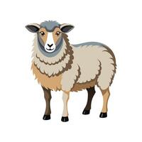 Beautiful Dorset Sheep Realistic Color Illustration vector